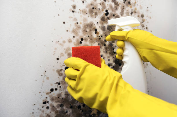 Best Black Mold Removal  in Hilton Head Island, SC